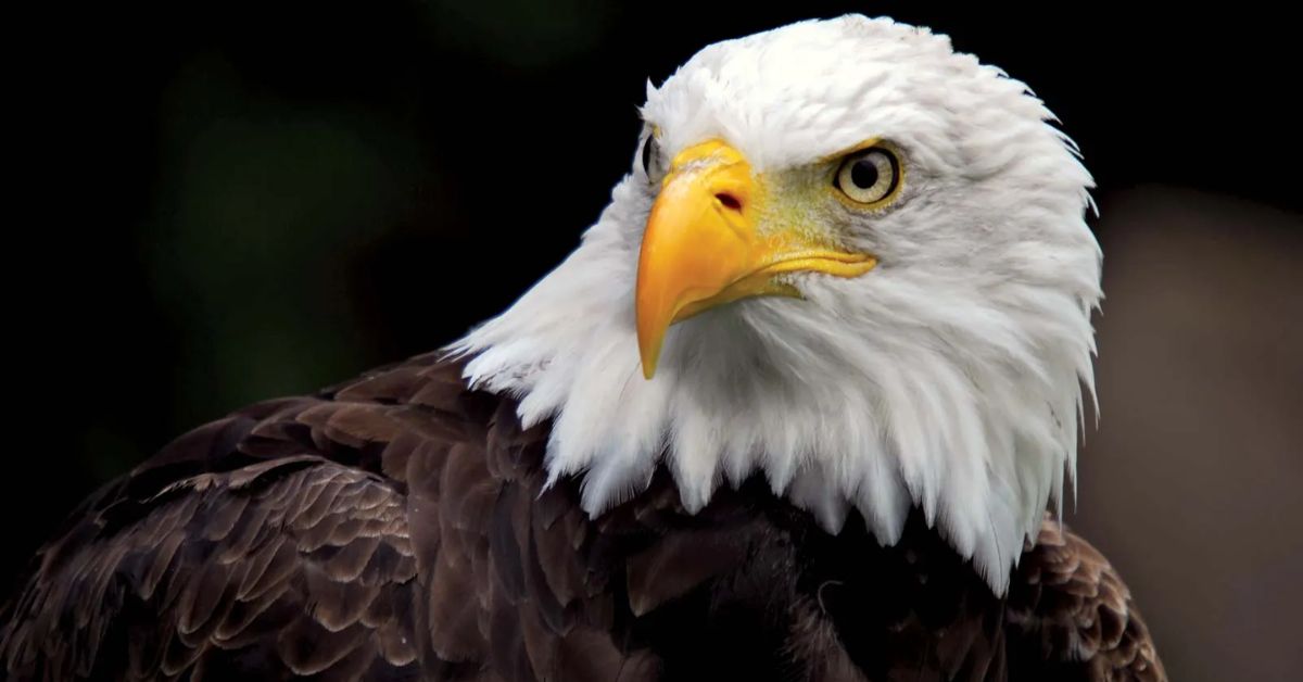 Eagle Quotes