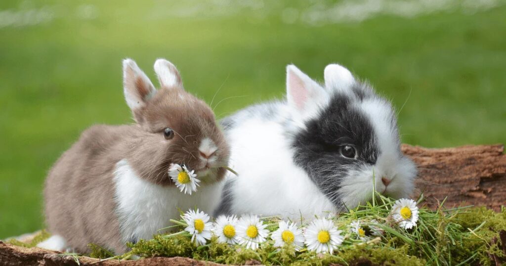 Best Bunny Quotes