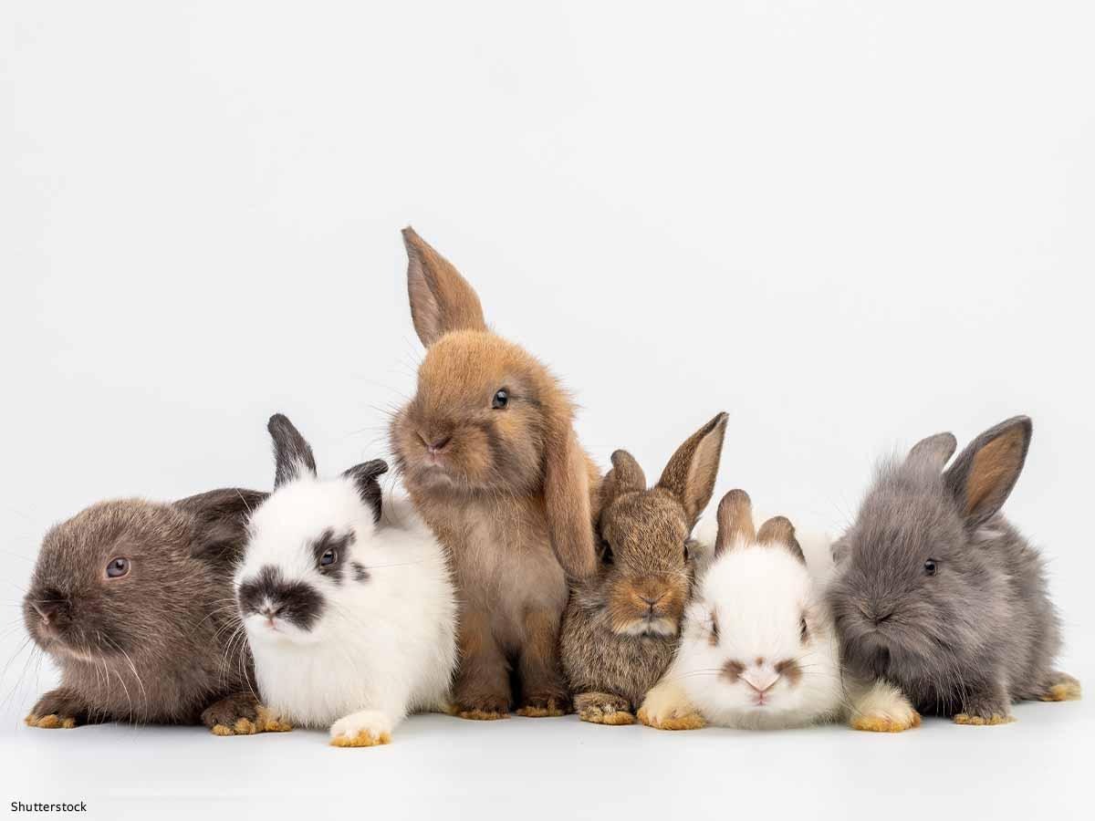 Bunny Quotes