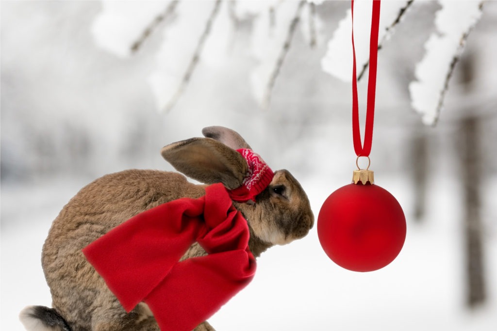 Christmas Bunny Quotes