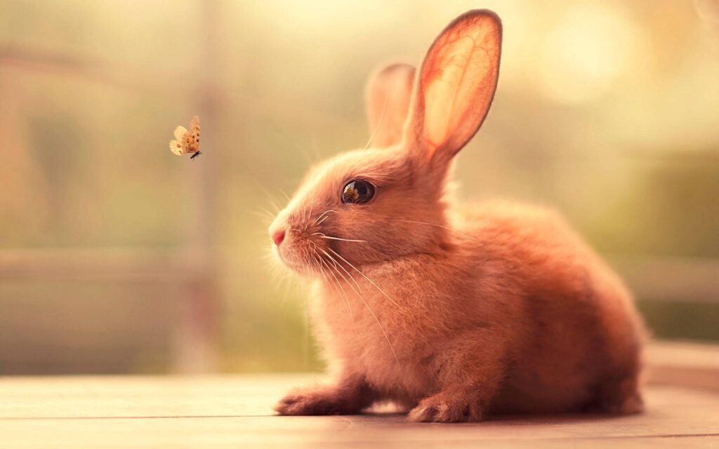 Cute Bunny Quotes