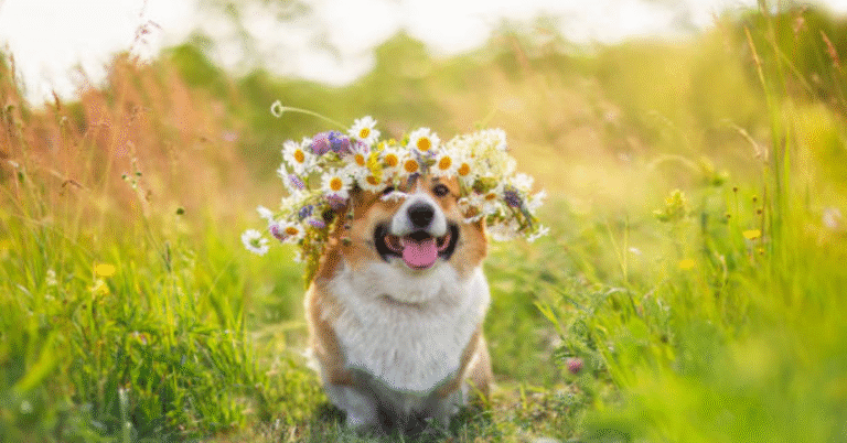 Funny Spring Quotes