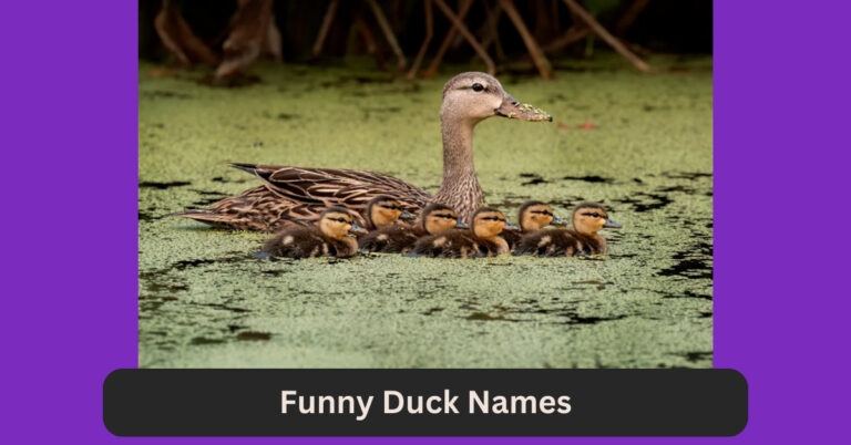 Funny Duck Names