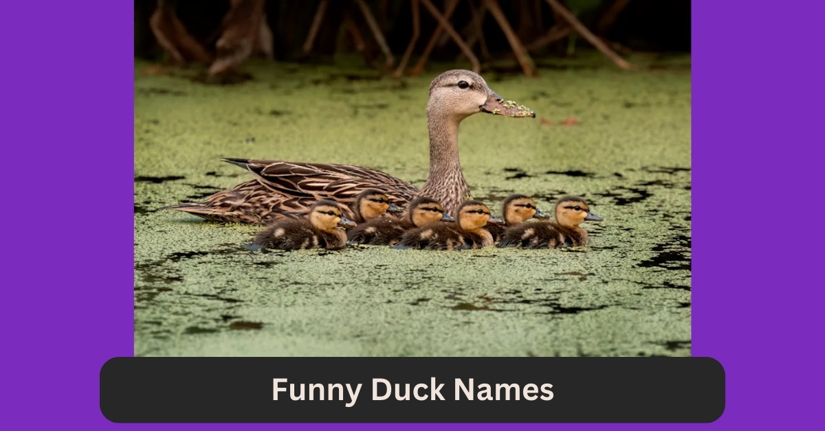 Funny Duck Names